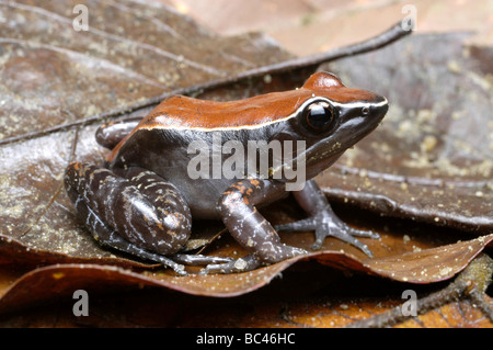 Mahagoni Frosch Rana luctuosa Stockfoto