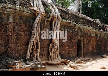 Kapok Baumwurzeln wachsen über "Ta Prohm" Tempelbau, Angkor, Kambodscha Stockfoto