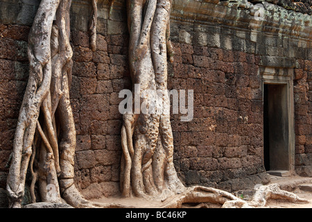 Kapok Baumwurzeln wachsen über "Ta Prohm" Tempelbau, Angkor, Kambodscha Stockfoto