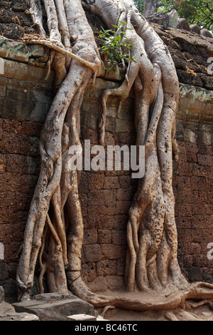 Kapok Baumwurzeln wachsen über Mauer "Ta Prohm" Tempelruinen, Angkor, Kambodscha Stockfoto