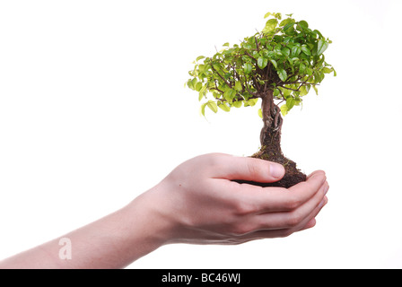 Hand hält einen Bonsai-Baum auf einem weißen Hintergrund isoliert Stockfoto