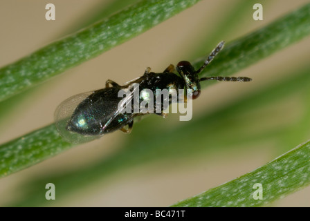 Parasitoide Wespe (Tetrastichus coeruleus), ein Parasit aus Spargelkäfer-Eiern Stockfoto