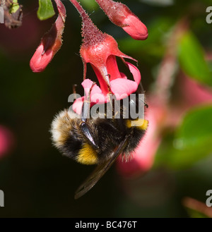 Nahaufnahme der eine Biene auf einer roten Escallonia Blume im Garten Cheshire England Großbritannien Stockfoto