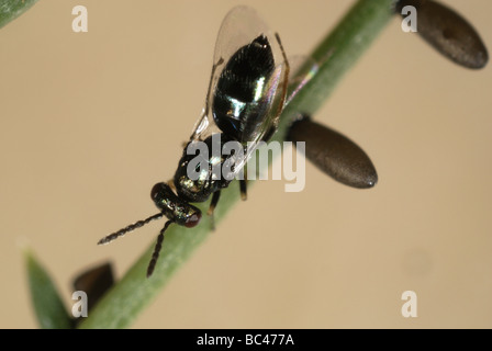 Parasitoide Wespe (Tetrastichus coeruleus) ein Parasit mit Spargelkäfer-Eiern Stockfoto