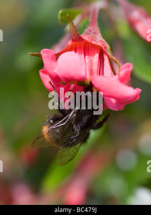 Nahaufnahme der eine Biene auf einer roten Escallonia Blume im Garten Cheshire England Großbritannien Stockfoto
