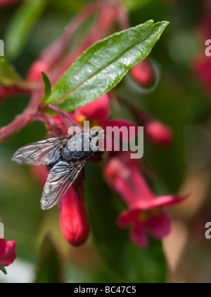 Nahaufnahme von einer Zusammenarbeit Hexamerinaufnahme Erythrocephala auf eine rote Escallonia Blume im Garten Cheshire England Großbritannien fliegen Stockfoto