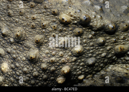 Detail des riesigen Fluss Kröte, Bufo Juxtasper der Haut Stockfoto