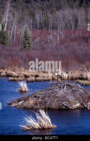 Ein Biber (Castor Canadensis) Lodge House in einem Teich in der Chilcotin Region British Columbia Kanada Stockfoto