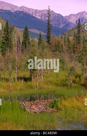 Ein Biber (Castor Canadensis) Damm aufstauen eines Baches in der Chilcotin Region British Columbia Kanada Stockfoto