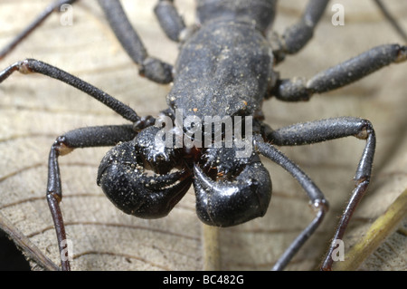 Peitsche Scorpion Nahaufnahme von Gesicht, Kopf, Klauen und Mundwerkzeuge Stockfoto