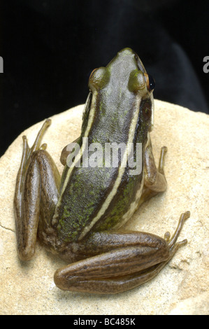 Die Rückseite des Green Paddy Frosch, Rana Saccharopolyspora, auch bekannt als Red Eared Greenback Frog oder gelb gestreiften Frosch Stockfoto