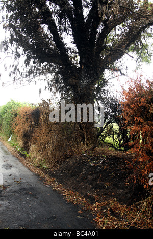 Verbrannte Rande und Baum von einem Auto Feuer Stockfoto