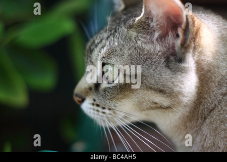 Profil von asiatischen Hauskatzen im Garten Stockfoto