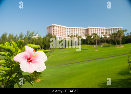 Eine Hibiskusblüte und das Fairmont Southampton Hotel Southampton Bermuda Southampton. Stockfoto