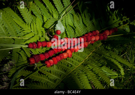 Wilde Erdbeeren liegen in einem Farn Blatt Stockfoto