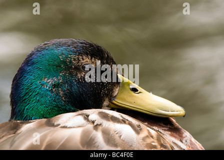 Nahaufnahme eines Mallards - Anas platyrhynchos Stockfoto