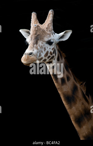 Kopf- und Nackenporträt einer Rothschilds Giraffe vor schwarzem Hintergrund im Chester Zoo in Cheshire England Stockfoto