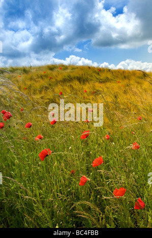 Bereich der Mohn und Gerste Somme Valley Nord-Picardie Frankreich Stockfoto