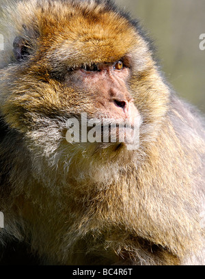 Barbary Macaque Nahaufnahme im Trentham Monkey Forest Tittensor Stoke-on-Trent England Großbritannien Stockfoto