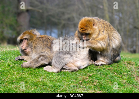 Ein Barbaren Makaken, der einen anderen Barbaren Makaken im Trentham Monkey Forest aufstensor Stoke-on-Trent England, Großbritannien, präparieren kann Stockfoto