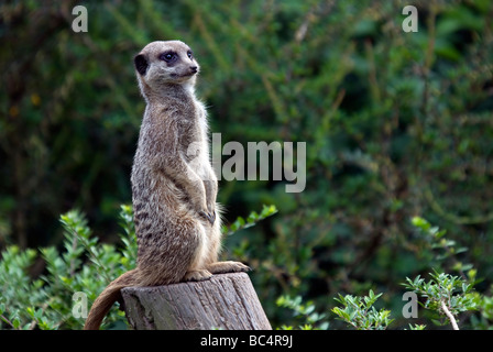 Ein Erdmännchen im Wachdienst, der auf einem Baumstumpf im Twycross Zoo in Leicestershire, England, steht Stockfoto