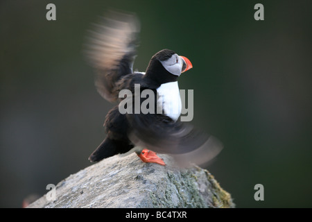 Papageitaucher, Fratercula arctica, runde Insel in westlichem Norwegen. Stockfoto