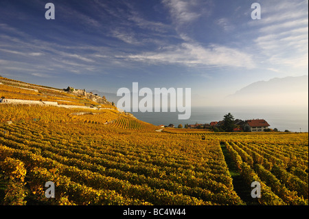 Weinberge des Lavaux am Abend, in der Ortschaft Rivaz, Blick auf den Lac Léman (Genfersee) Stockfoto