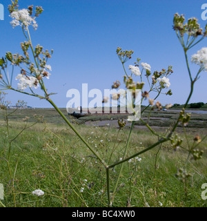 Blumen auf Essex Sümpfe - Leigh am Meer Stockfoto