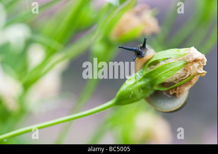 Arion hortensis. Garten slug auf einem toten Campanula Blume in einem englischen Garten Stockfoto