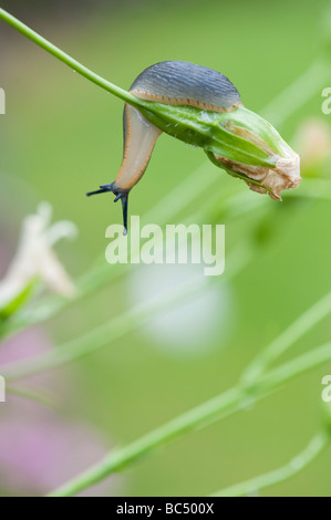 Arion hortensis. Garten slug auf einem toten Campanula Blume in einem englischen Garten Stockfoto