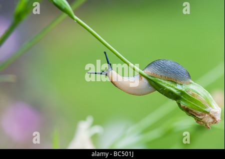 Arion hortensis. Garten slug auf einem toten Campanula Blume in einem englischen Garten Stockfoto