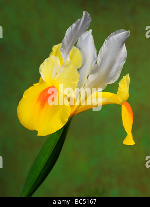 Holländische Engelsflügel Iris. Stockfoto