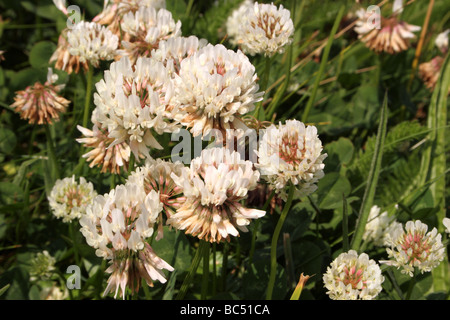 Weißklee Trifolium Repens Fabaceae UK Stockfoto