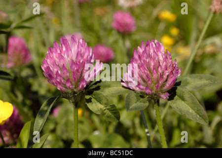 Rotklee Trifolium Pratense Fabaceae UK Stockfoto