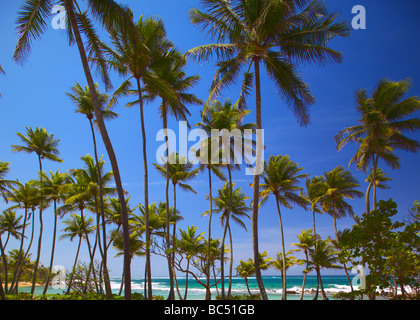 Ein tropischer Strand mit Palmen Stockfoto
