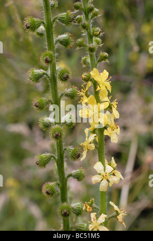 Agrimony Agrimonia Eupatoria Rosengewächse UK Stockfoto