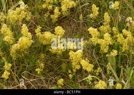 Ladys Labkraut Galium Verum Rubiaceae UK Stockfoto