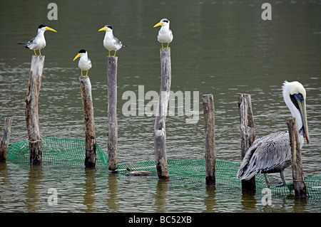 Ein Pelikan und vier Baby Pelikane. Stockfoto