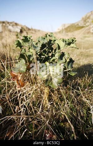 Meerkohl Crambe Maritima auf Klippen in der Nähe von St. Adhelm s Kopf Dorset Stockfoto