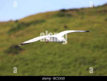 Silbermöwe Larus Argentatus in Flug Cornwall UK Stockfoto