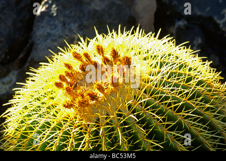 BARREL CACTUS bei DESERT BOTANICAL GARDEN in PHOENIX mit der größten Sammlung von Wüstenpflanzen in uns-ARIZONA Stockfoto