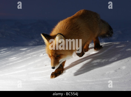 Red fox in the twilight . Arctic, Kolguev Island, Barents Sea, Russia. Stockfoto