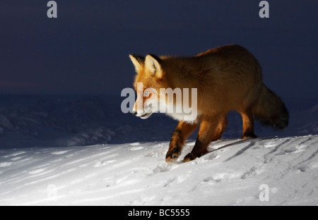 Red fox in the twilight . Arctic, Kolguev Island, Barents Sea, Russia. Stockfoto