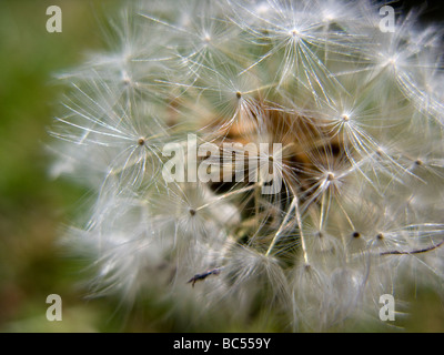 Schließen Sie herauf Bild Blume Stockfoto