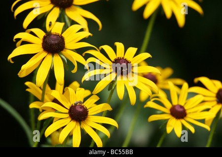 Sonnenhut (Rudbeckia Hirta) Blumen in Powhatan, Virginia Stockfoto