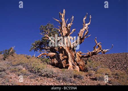 Diese Borsten CONE PINES sind 4500 Jahre alt, so dass sie die ältesten Lebewesen auf dem Planeten WHITE MOUNTAINS, Kalifornien Stockfoto