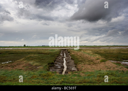 Jungs den Kopf Terrington Marsh Wash Lincolnshire England Stockfoto