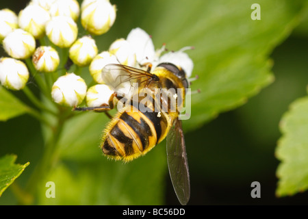 Myathropa Florea, ein Hoverfly, Fütterung auf Blumen. Stockfoto