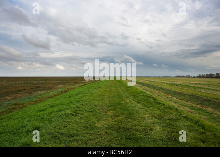 Jungs den Kopf Terrington Marsh Wash Lincolnshire England Stockfoto