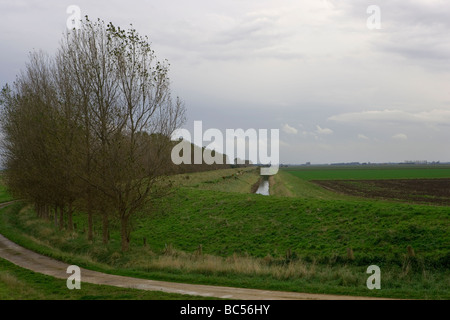 Jungs den Kopf Terrington Marsh Wash Lincolnshire England Stockfoto